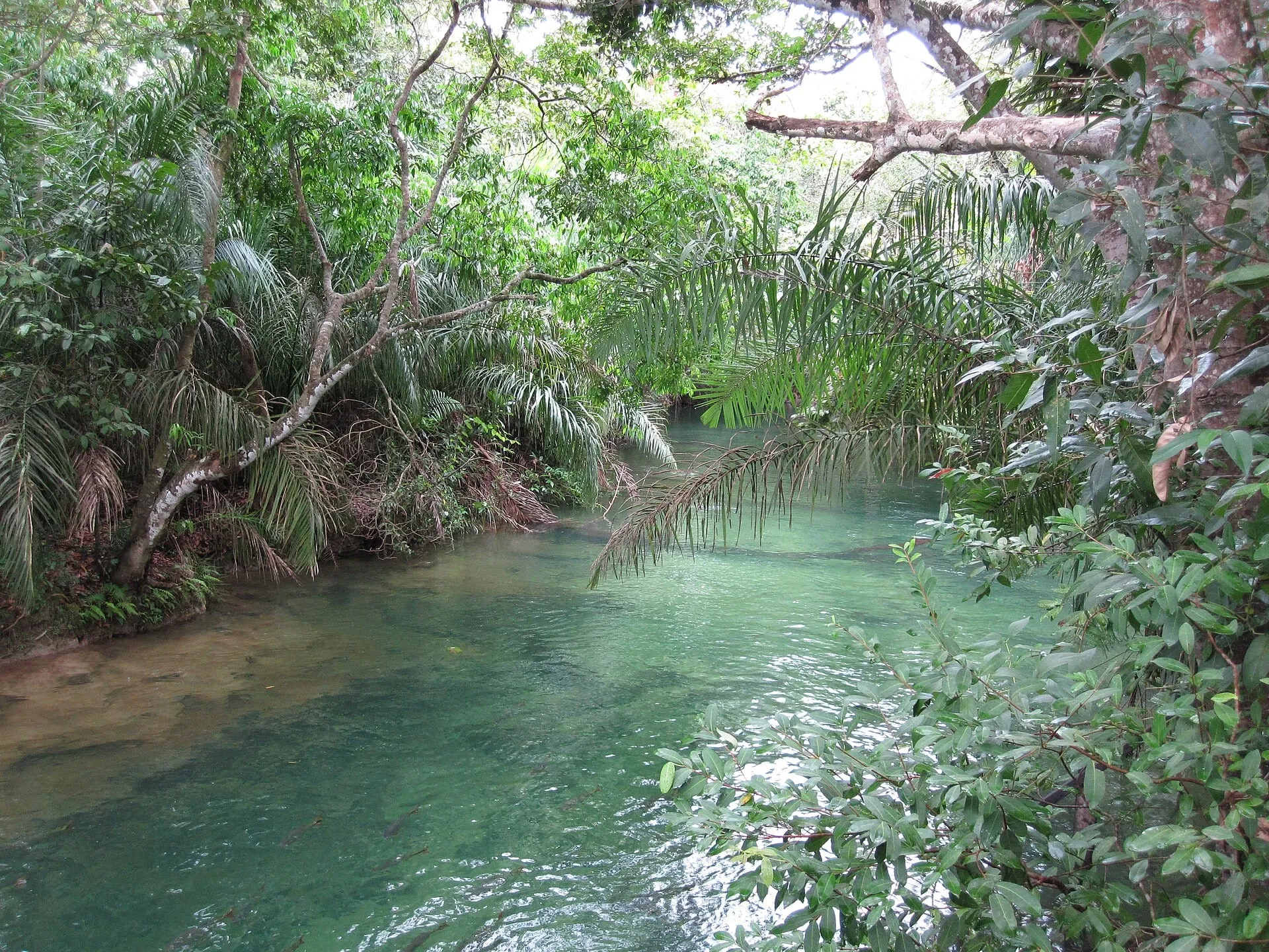 Rio Formoso, Bonito(MS) Caroline Meirelles (02).jpg