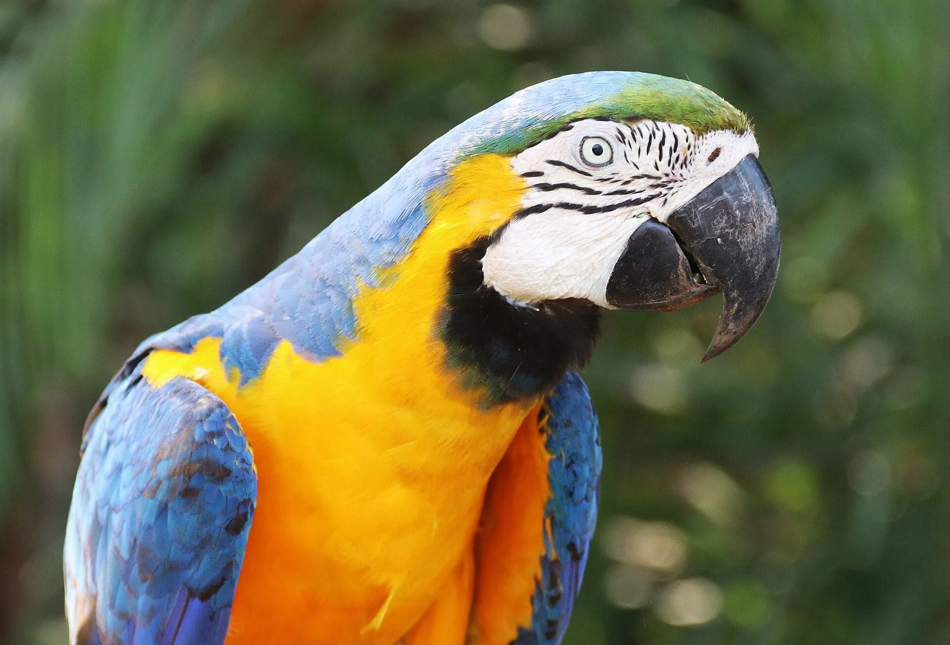 Arara Canindé no Pantanal Mato Grosso do Sul PATRICIA LARAIA.jpg