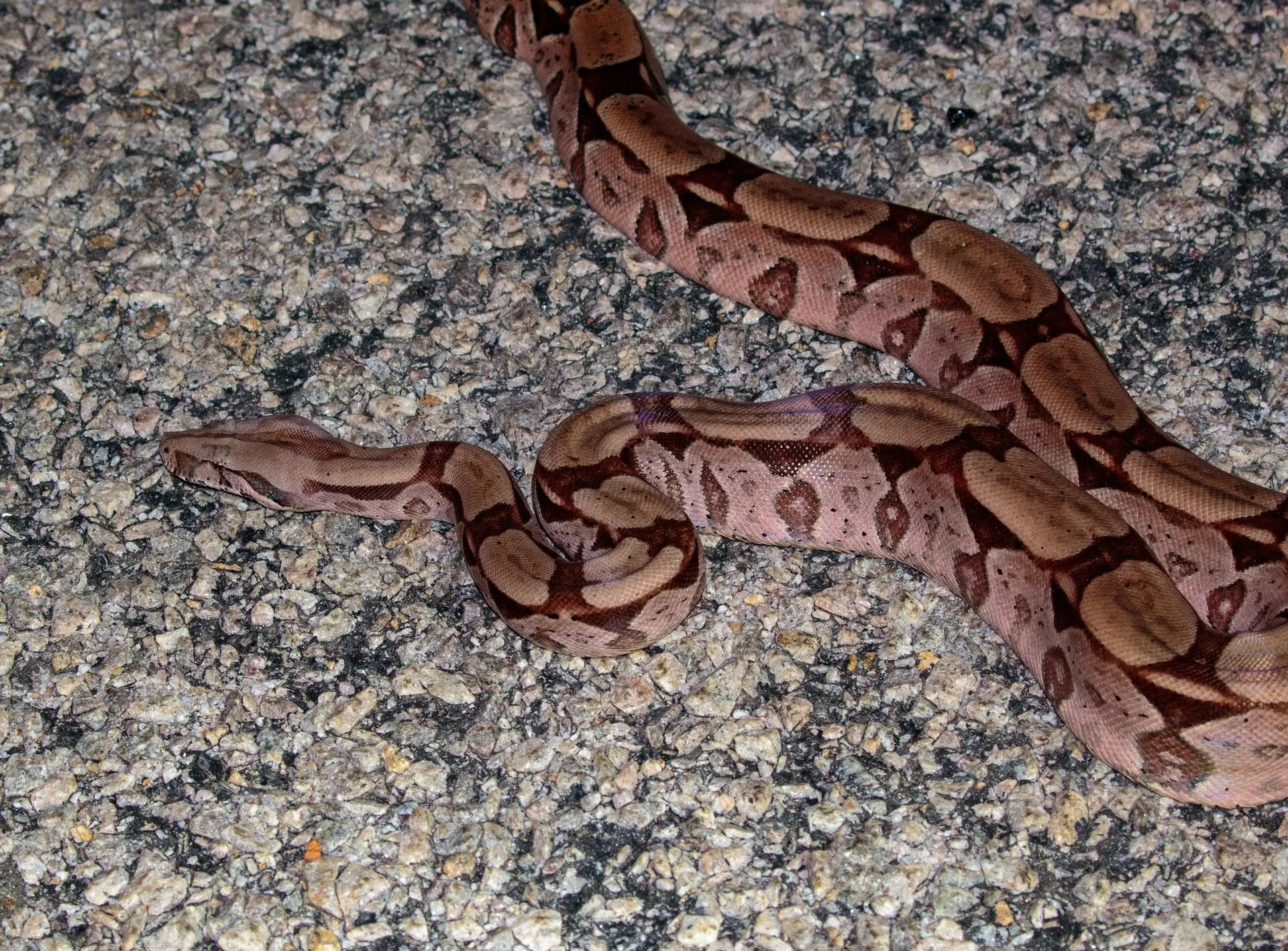 Boa constrictor constrictor 362127312