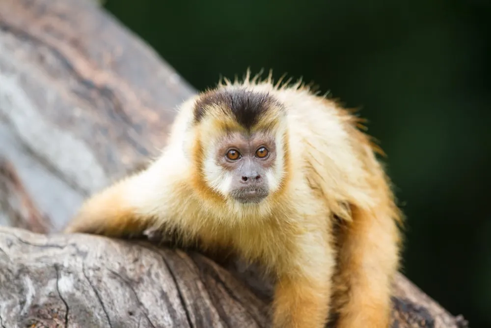 Macaco prego em balneário 02