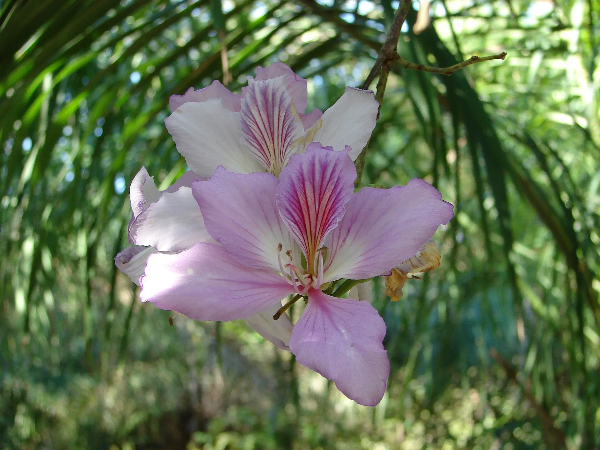 Flor - Ilha do Padre - Bonito-MS.jpg