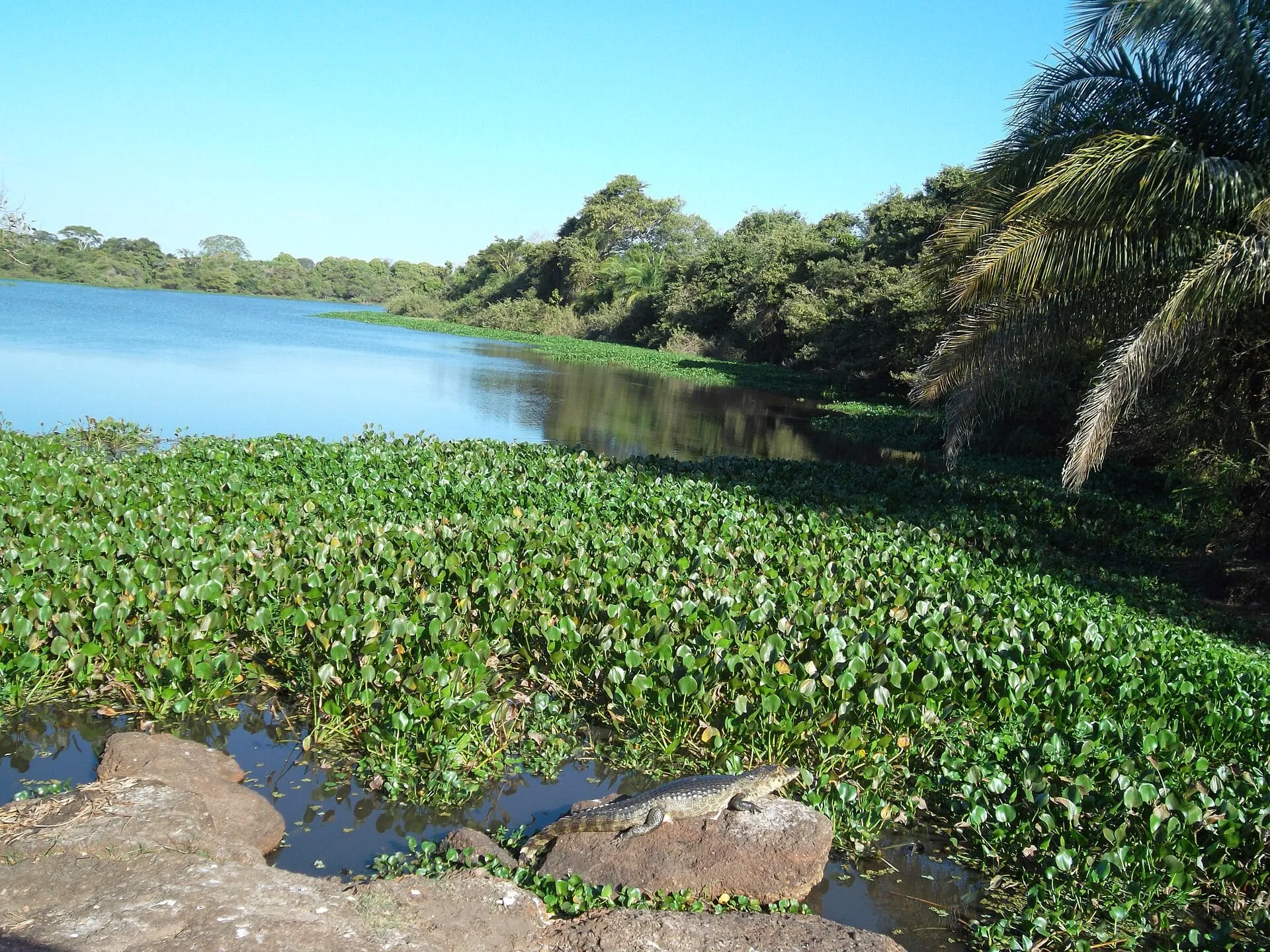 Jacaré no Pantanal de Miranda