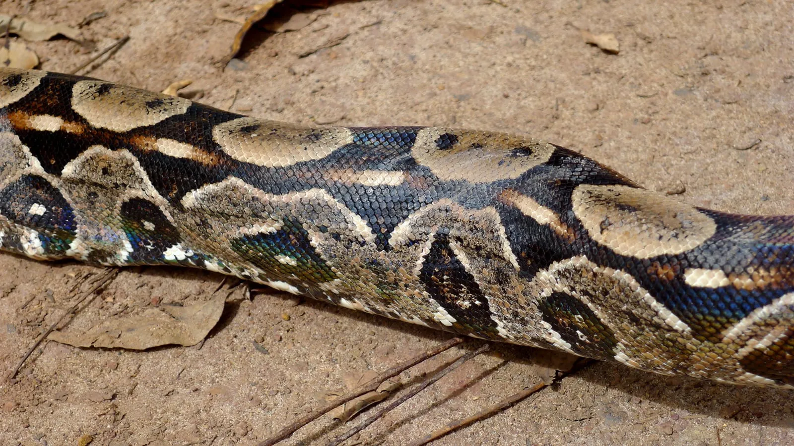 Boa constrictor, Atlantic forest, northeastern Bahia, Brazil