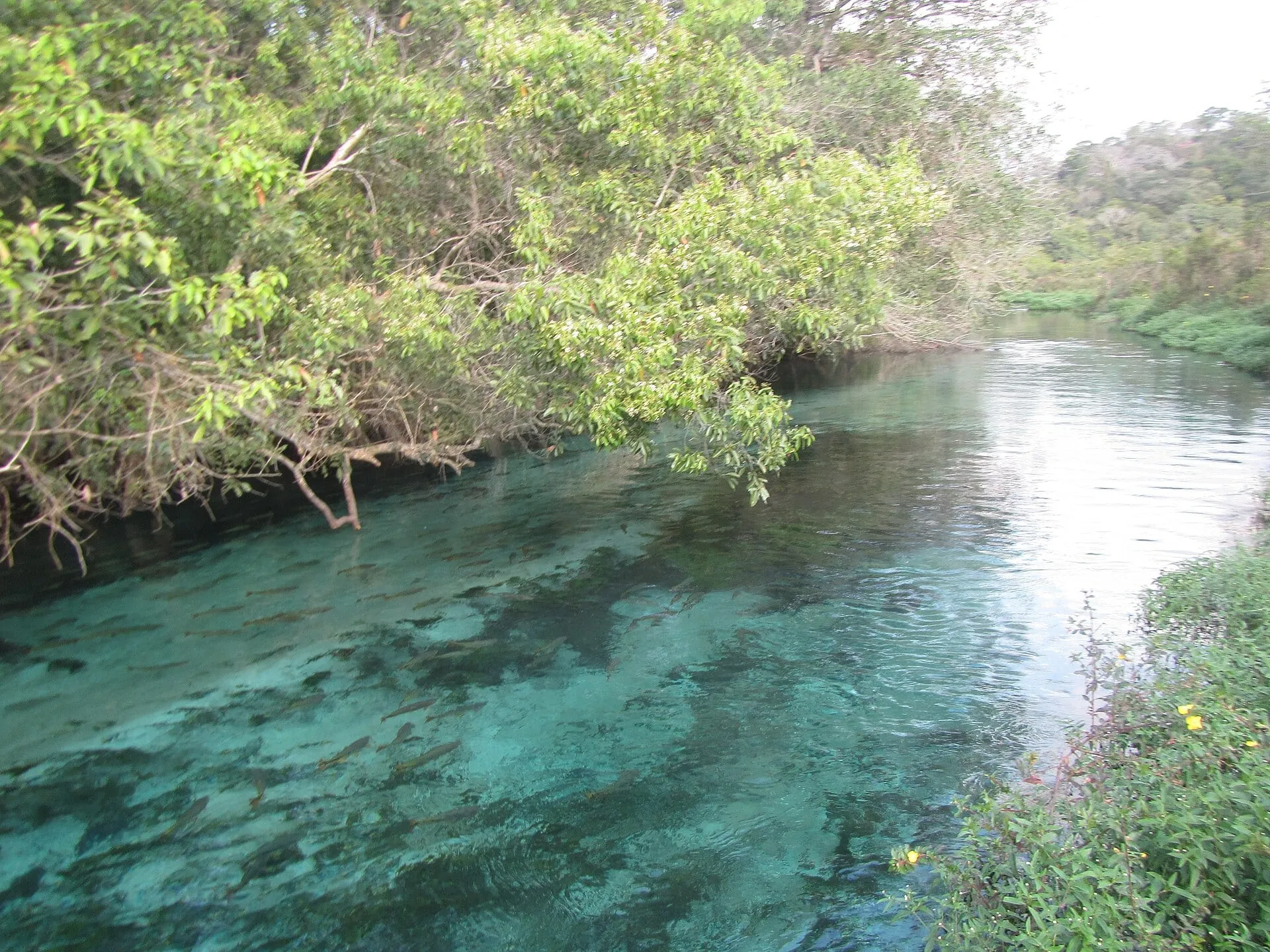 Rio Sucuri Bonito MS 1