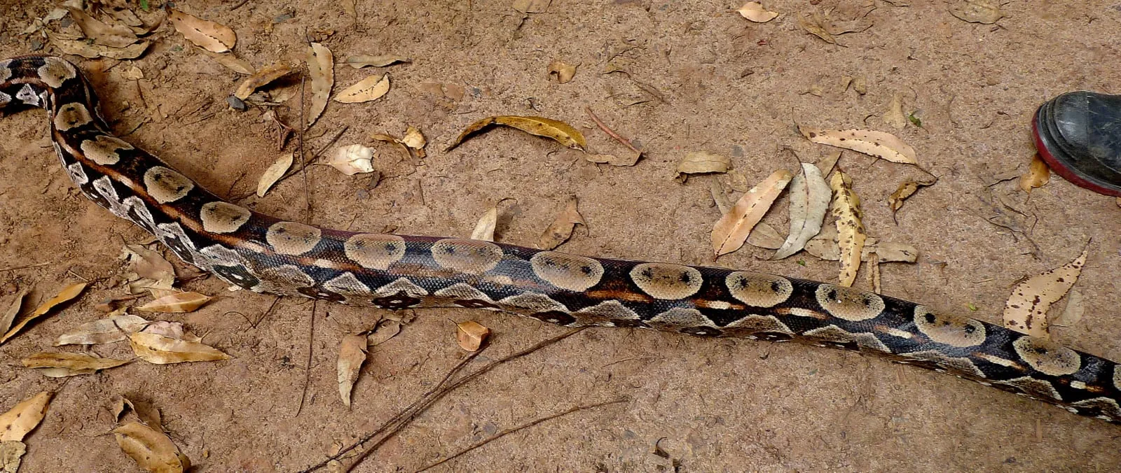 Boa constrictor, Atlantic forest, northeastern Bahia, Brazil (9688773920).jpg