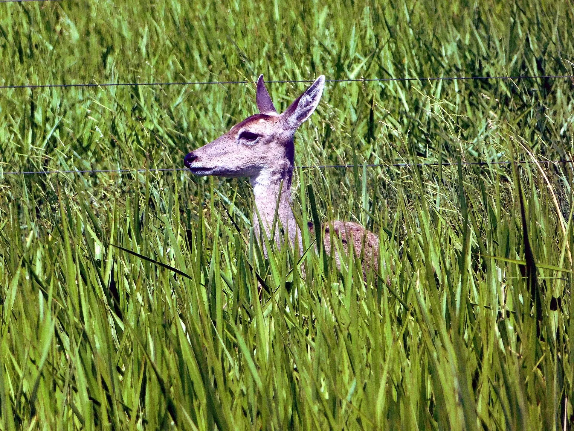 Mato Grosso do Sul - Pantanal 01.jpg
